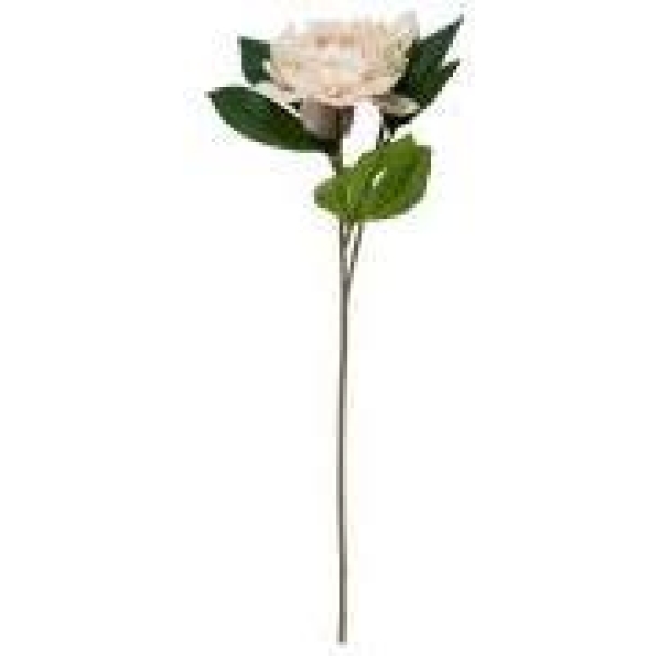 Peonstilk - 1blomst og en knopp rosa
