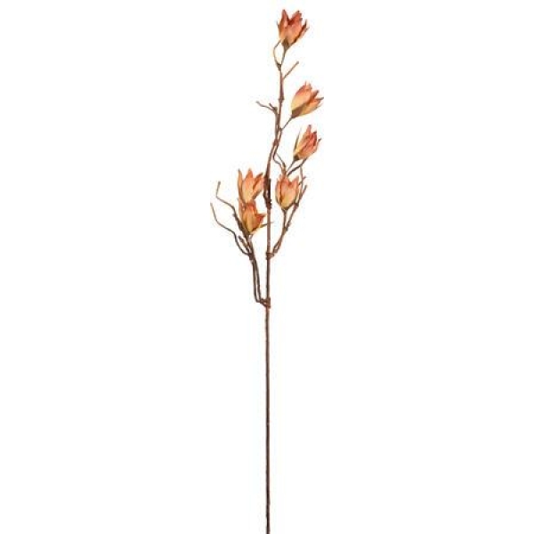 Magnolia Kvist
